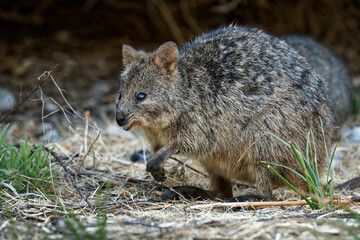 Quokka - Setonix brachyurus small macropod size of domestic cat, Like marsupials kangaroo and...