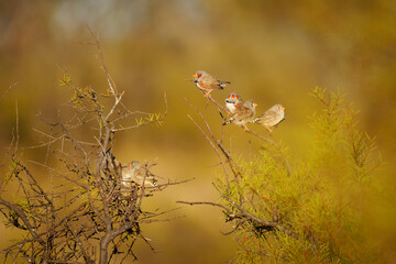 Australian Zebra Finch or Chestnut-eared Finch (Taeniopygia guttata castanotis) most common estrildid finch of Central Australia, introduced to Puerto Rico and Portugal, birds in the bush