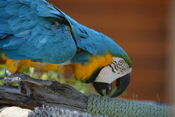 macaw

