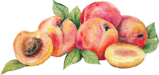 Watercolor Apricots with Leaves on a Transparent Background, Orange Fruit Illustration, Apricot Painting, Apricots Art, Fruits Clipart