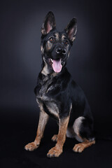 Cute German Shepherd Dog tongue out