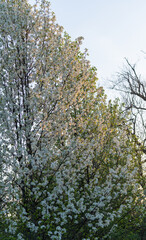 Tree flowers in bloom