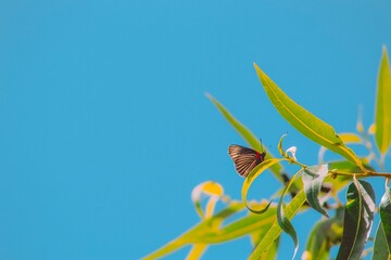 In the sky, butterflies and moths, pollinators © juanjomenta
