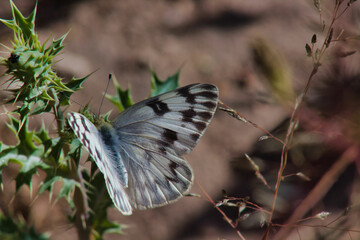 A butterfly, a delicate pollinator, gracefully balances on a plant's twig in the wildlife