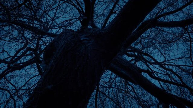 Scary Twisted Tree In The Dark