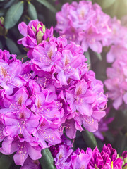 pink hydrangea flower