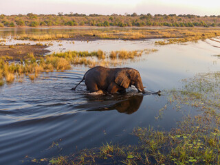 Landscape in Chobe National Park on Sedudu Island with elephants in the water in Namibia Africa