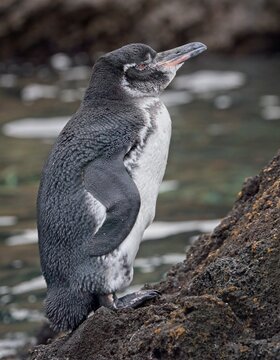 Galapagos Penguin