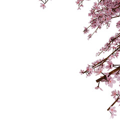 Pink Sakura Frame Cherry Blossom. Realistic 3D Render. Cut Out.