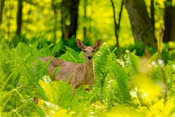 The white-tailed deer or Virginia deer on the pasture