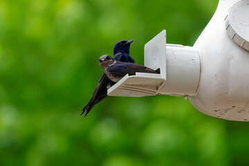 The purple martin (Progne subis), a couple of birds, male and female  sitting on edge of nest box