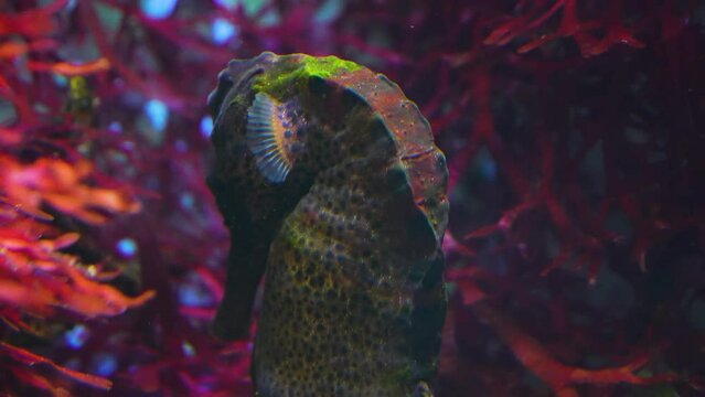 Close up of a seahorse slowly moving along underwater
