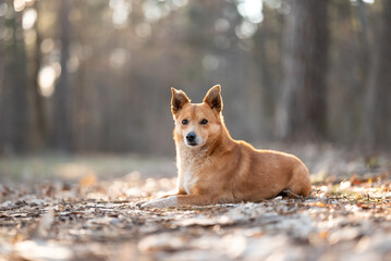 Naklejka na ściany i meble Funny red dog laying in forest. Portrait of a little dog in pine forest