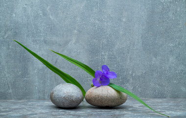 stones and blue flowers on gray background.minimalistic spa still life with zen stones and flowers for product presentation podium background.