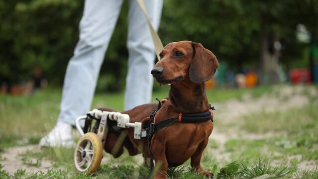 Injured pet on a wheelchair living active life. Paralyzed dachshund dog walking on a leash with the owner