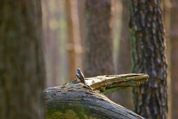Vink sings his highest song in the forest