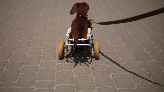 Paraplegic dachshund dog on a cart. Paralyzed pet walking on a wheel chair and livging an active life 