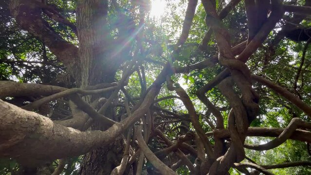 Curved tangled lianas and tree branches with a bright sun beams backlight camera movements. Traveling inside Mauritius island. Exotic countries travel an beauty in Nature 4K concept video.