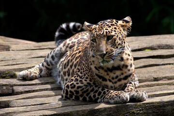 Javan leopard rest in a pile of woods