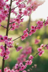 Pink peach blossom background. Fresh nature background on spring sunny day with copy space. Freshness, art, inspiration, beauty concept.