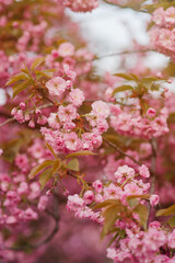 Pink sakura blossom background. Fresh nature background on spring sunny day with copy space. Freshness, art, inspiration, beauty concept.