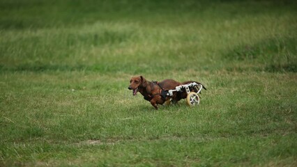 Active paraplegic dog on a wheel chair running in a green park. Paralyzed dachshund on cart rides on a meadow