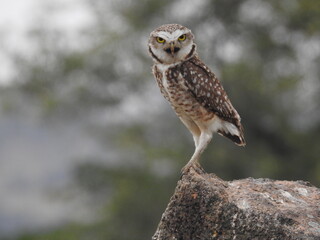 Coruja-buraqueira (Athene cunicularia)