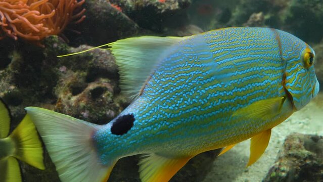 Blue tropical sailfin snapper fish opening it's mouth and swimming by