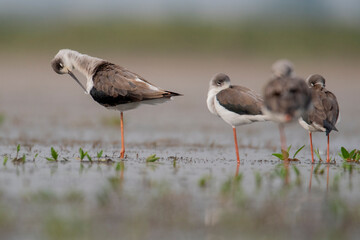 Flocks of Black winged stilt bird, birds of bangladesh migratory birds from baikka beel, Moulvibazar, Bangladesh
