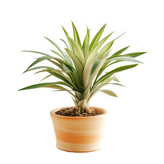Green plant in a pot isolated on white background. clipping path included