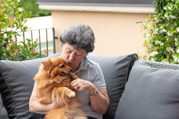 Portrait of happy elderly woman holding a spitz dog at home.  Pet friendly apartment. Funny dog...