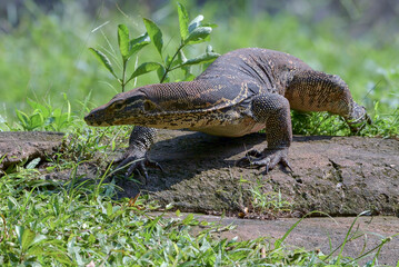 Big monitor lizard walking on a grass