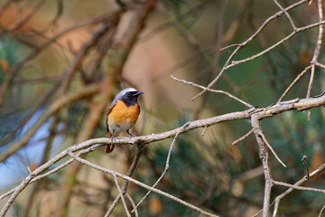 Collared redstart on a branch in the forest