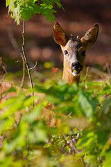 Young roebuck eats leaves in the forest