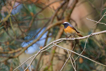 Naklejka premium Collared redstart on a pine branch in the forest