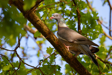 Wood pigeon with twig in a tree