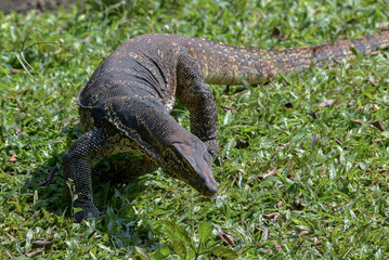 Big monitor lizard walking on a grass