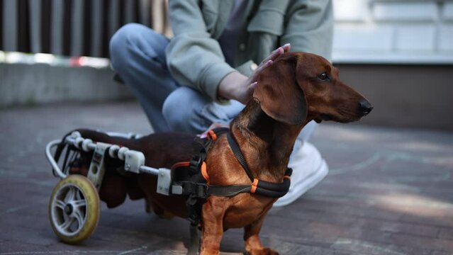 Loving owner petting the paralyzed dog in a wheel chair. Paraplegic dachshund on cart filmed in close up