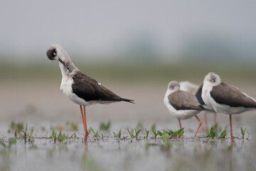 The black-winged stilt is a widely-distributed, very long-legged wader in the avocet and stilt family Recurvirostridae