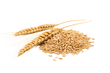 Horizontal wheat ears isolated on a white background with clipping path. Full Depth of field. Generative AI	
