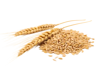 Poster Horizontal wheat ears isolated on a white background with clipping path. Full Depth of field. Generative AI   © uv_group
