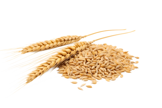 Horizontal wheat ears isolated on a white background with clipping path. Full Depth of field. Generative AI	
