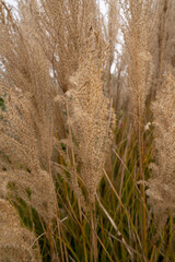 Fototapeta premium Miscanthus sinensis Gracillimus, also known as Chinese silver grass, brown flowers blooming in the field.