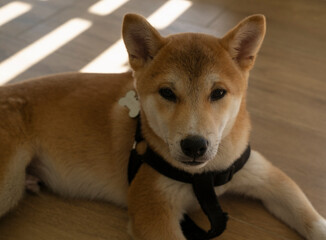 Pets. Portrait of a Shiba Inu puppy laying in floor.