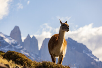 Guanaco at Torres del Paine National Park
