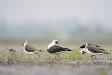 The black-winged stilt is a widely-distributed, very long-legged wader in the avocet and stilt family Recurvirostridae