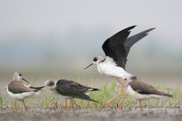 The black-winged stilt is a widely-distributed, very long-legged wader in the avocet and stilt family Recurvirostridae - obrazy, fototapety, plakaty