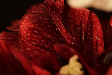 Lead of red tulip with highly detalized water drops on it