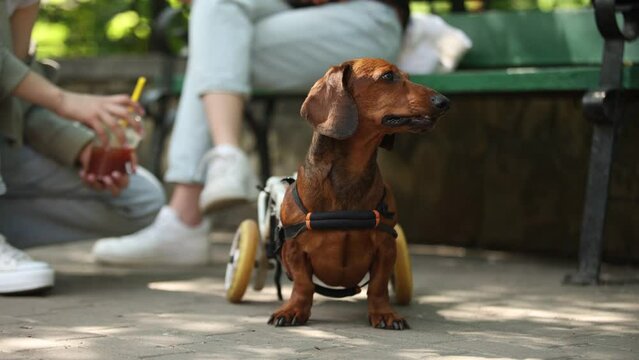 Paraplegic dachshund dog on a wheel chair. Girls chilling in the park with the injured pet on cart