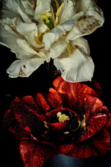 White and red tulips as two fighting opposites in love